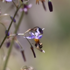 Lipotriches sp. (genus) at Googong, NSW - 1 Nov 2021