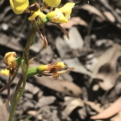 Diuris sulphurea (Tiger Orchid) at Bungonia, NSW - 30 Oct 2021 by Tapirlord