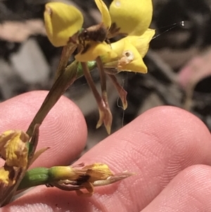 Diuris sulphurea at Bungonia, NSW - 31 Oct 2021