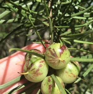 Persoonia linearis at Bungonia, NSW - 31 Oct 2021 10:24 AM