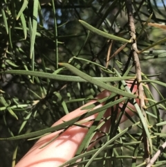 Persoonia linearis at Bungonia, NSW - 31 Oct 2021 10:24 AM