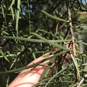 Persoonia linearis at Bungonia, NSW - 31 Oct 2021 10:24 AM