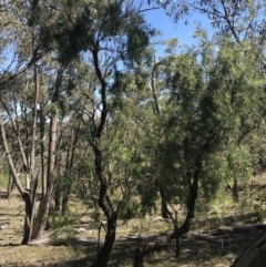 Persoonia linearis at Bungonia, NSW - 31 Oct 2021 10:24 AM