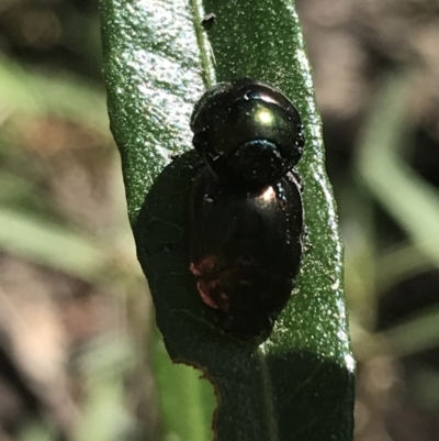 Callidemum hypochalceum (Hop-bush leaf beetle) at Bungonia, NSW - 31 Oct 2021 by Tapirlord