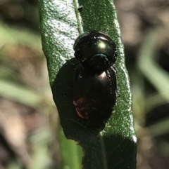 Unidentified Beetle (Coleoptera) (TBC) at Bungonia National Park - 30 Oct 2021 by Tapirlord