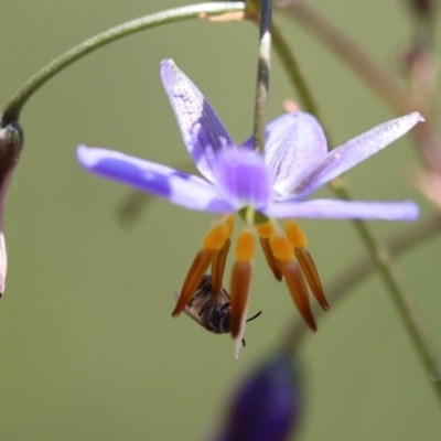 Lipotriches sp. (genus) (Halictid bee) at QPRC LGA - 1 Nov 2021 by cherylhodges