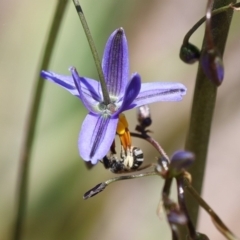 Lipotriches sp. (genus) at Googong, NSW - 1 Nov 2021