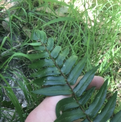 Pellaea falcata (Sickle Fern) at Bungonia National Park - 30 Oct 2021 by Tapirlord