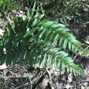 Pellaea falcata at Bungonia, NSW - 31 Oct 2021