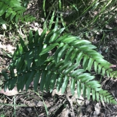 Pellaea falcata at Bungonia, NSW - 31 Oct 2021