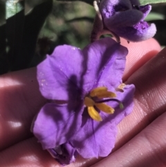 Solanum celatum at Bungonia, NSW - 31 Oct 2021 by Tapirlord