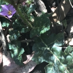 Solanum prinophyllum (Forest Nightshade) at Bungonia, NSW - 31 Oct 2021 by Tapirlord