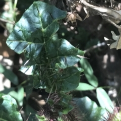 Solanum prinophyllum at Bungonia, NSW - 31 Oct 2021
