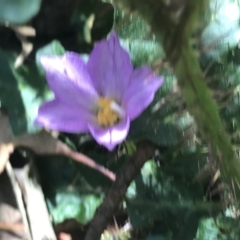 Solanum prinophyllum at Bungonia, NSW - 31 Oct 2021