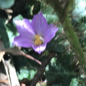 Solanum prinophyllum at Bungonia, NSW - 31 Oct 2021 10:33 AM