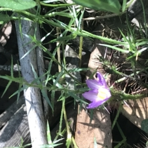 Solanum prinophyllum at Bungonia, NSW - 31 Oct 2021 10:33 AM