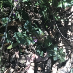 Solanum prinophyllum at Bungonia, NSW - 31 Oct 2021