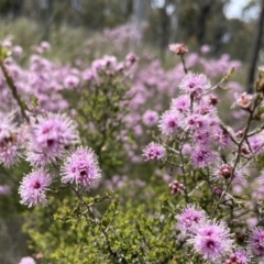 Kunzea parvifolia (Violet kunzea) at Stromlo, ACT - 1 Nov 2021 by TheRealOrchidKombi