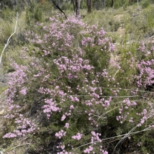 Kunzea parvifolia at Stromlo, ACT - 1 Nov 2021