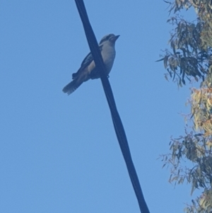 Dacelo novaeguineae at Queanbeyan East, NSW - 31 Oct 2021 06:44 PM