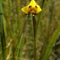 Diuris sulphurea (Tiger orchid) at Paddys River, ACT - 1 Nov 2021 by Rebeccajgee