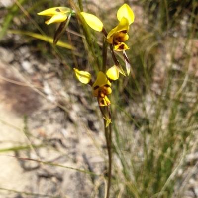 Diuris sulphurea (Tiger Orchid) at Paddys River, ACT - 1 Nov 2021 by Rebeccajgee