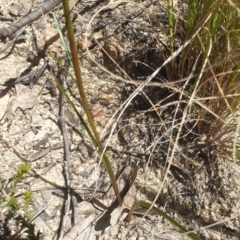 Diuris sulphurea at Paddys River, ACT - suppressed