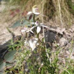 Caladenia moschata (Musky Caps) at Paddys River, ACT - 1 Nov 2021 by Rebeccajgee