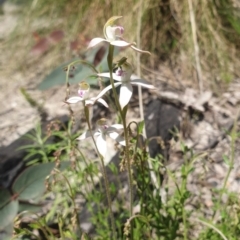 Caladenia moschata (Musky caps) at Paddys River, ACT - 1 Nov 2021 by Rebeccajgee