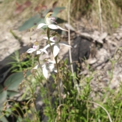 Caladenia moschata at Paddys River, ACT - suppressed