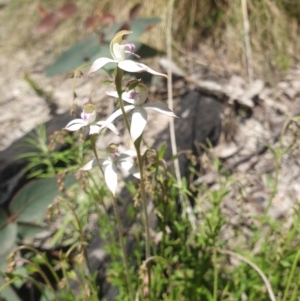 Caladenia moschata at Paddys River, ACT - 1 Nov 2021