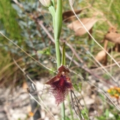 Calochilus platychilus (Purple Beard Orchid) at Paddys River, ACT - 1 Nov 2021 by Rebeccajgee