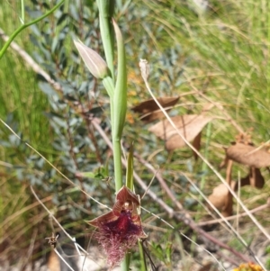 Calochilus platychilus at Paddys River, ACT - 1 Nov 2021