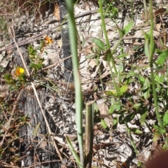 Calochilus platychilus at Paddys River, ACT - 1 Nov 2021