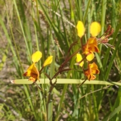 Diuris semilunulata (Late Leopard Orchid) at Paddys River, ACT - 1 Nov 2021 by Rebeccajgee