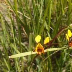 Diuris semilunulata at Paddys River, ACT - 1 Nov 2021