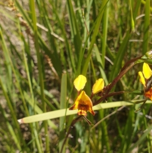 Diuris semilunulata at Paddys River, ACT - suppressed