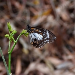 Unidentified Butterfly (Lepidoptera, Rhopalocera) (TBC) at Cranbrook, QLD - 20 Oct 2019 by TerryS