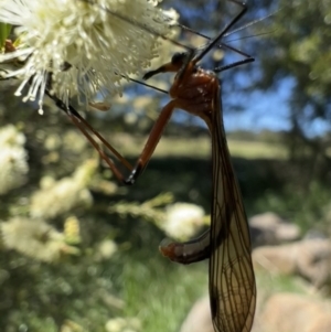 Harpobittacus australis at Murrumbateman, NSW - 31 Oct 2021