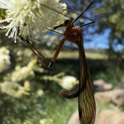 Harpobittacus australis (Hangingfly) at Murrumbateman, NSW - 31 Oct 2021 by SimoneC