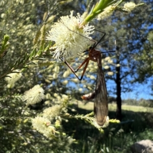 Harpobittacus australis at Murrumbateman, NSW - 31 Oct 2021