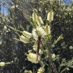 Harpobittacus australis at Murrumbateman, NSW - 31 Oct 2021