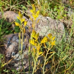 Bulbine bulbosa (Golden Lily, Bulbine Lily) at Fadden, ACT - 1 Nov 2021 by Mike