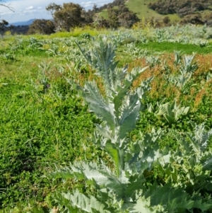 Onopordum acanthium at Fadden, ACT - 1 Nov 2021 03:50 PM