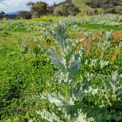 Onopordum acanthium (Scotch Thistle) at Wanniassa Hill - 1 Nov 2021 by Mike
