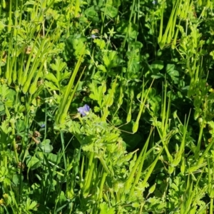 Erodium crinitum at Fadden, ACT - 1 Nov 2021