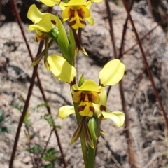 Diuris sulphurea (Tiger Orchid) at Namadgi National Park - 1 Nov 2021 by Philip