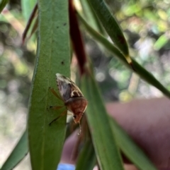 Eupolemus angularis at Murrumbateman, NSW - 1 Nov 2021 01:32 PM