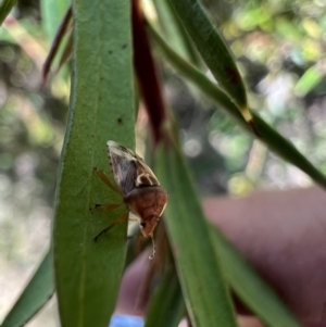 Eupolemus angularis at Murrumbateman, NSW - 1 Nov 2021