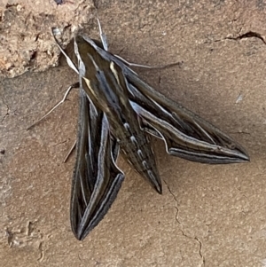 Hippotion celerio at Jerrabomberra, NSW - 1 Nov 2021